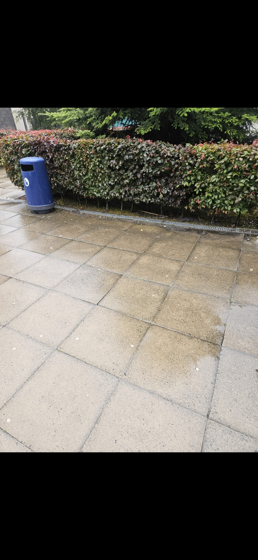 Paving alongside a hedge being cleaned back to its original colour